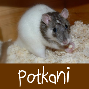 potkani